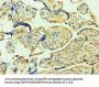 YWHAQ Antibody