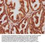 YWHAQ Antibody