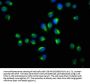YWHAQ Antibody