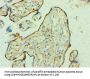 YWHAQ Antibody