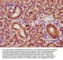 YWHAQ Antibody