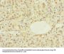 ZBTB43 Antibody