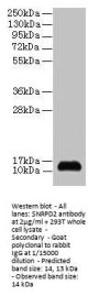SNRPD2 Antibody