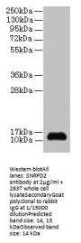 SNRPD2 Antibody