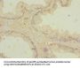 ZIC3 Antibody