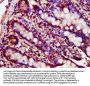 LGALS9 Antibody
