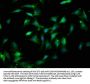 LGALS9 Antibody