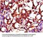 ZMPSTE24 Antibody