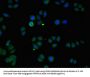 ZMPSTE24 Antibody