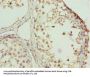 ZNF131 Antibody