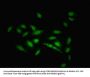 ZNF133 Antibody