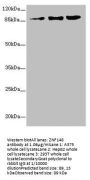 ZNF148 Antibody