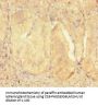 ZNF175 Antibody