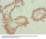 ZNF184 Antibody