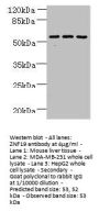 ZNF19 Antibody
