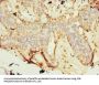ZNF19 Antibody