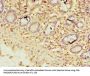 ZNF19 Antibody