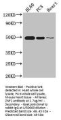 ZNF2 Antibody