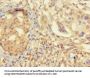 ZNF2 Antibody