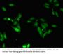 ZNF207 Antibody