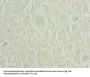 ZNF226 Antibody