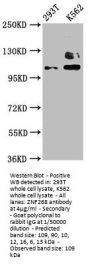 ZNF268 Antibody