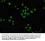 ZNF268 Antibody