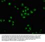 ZNF268 Antibody