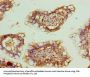 ZNF281 Antibody