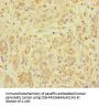 ZNF287 Antibody