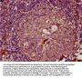 LTN1 Antibody