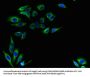 LRTOMT Antibody