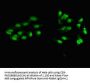 ZNF331 Antibody