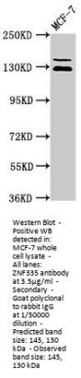 ZNF335 Antibody