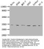 ZNF346 Antibody