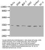 ZNF346 Antibody