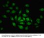 ZNF366 Antibody