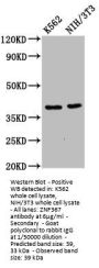 ZNF367 Antibody