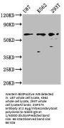 ZNF37A Antibody