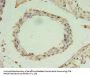 ZNF397 Antibody