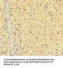 ZNF404 Antibody