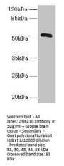 ZNF410 Antibody