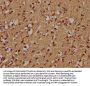 ZNF420 Antibody