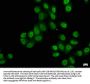 ZNF423 Antibody