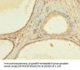 ZNF432 Antibody