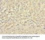 ZNF462 Antibody