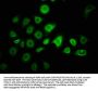 ZNF488 Antibody