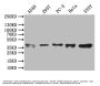 ZNF488 Antibody