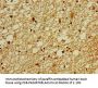 ZNF488 Antibody