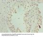 ZNF490 Antibody